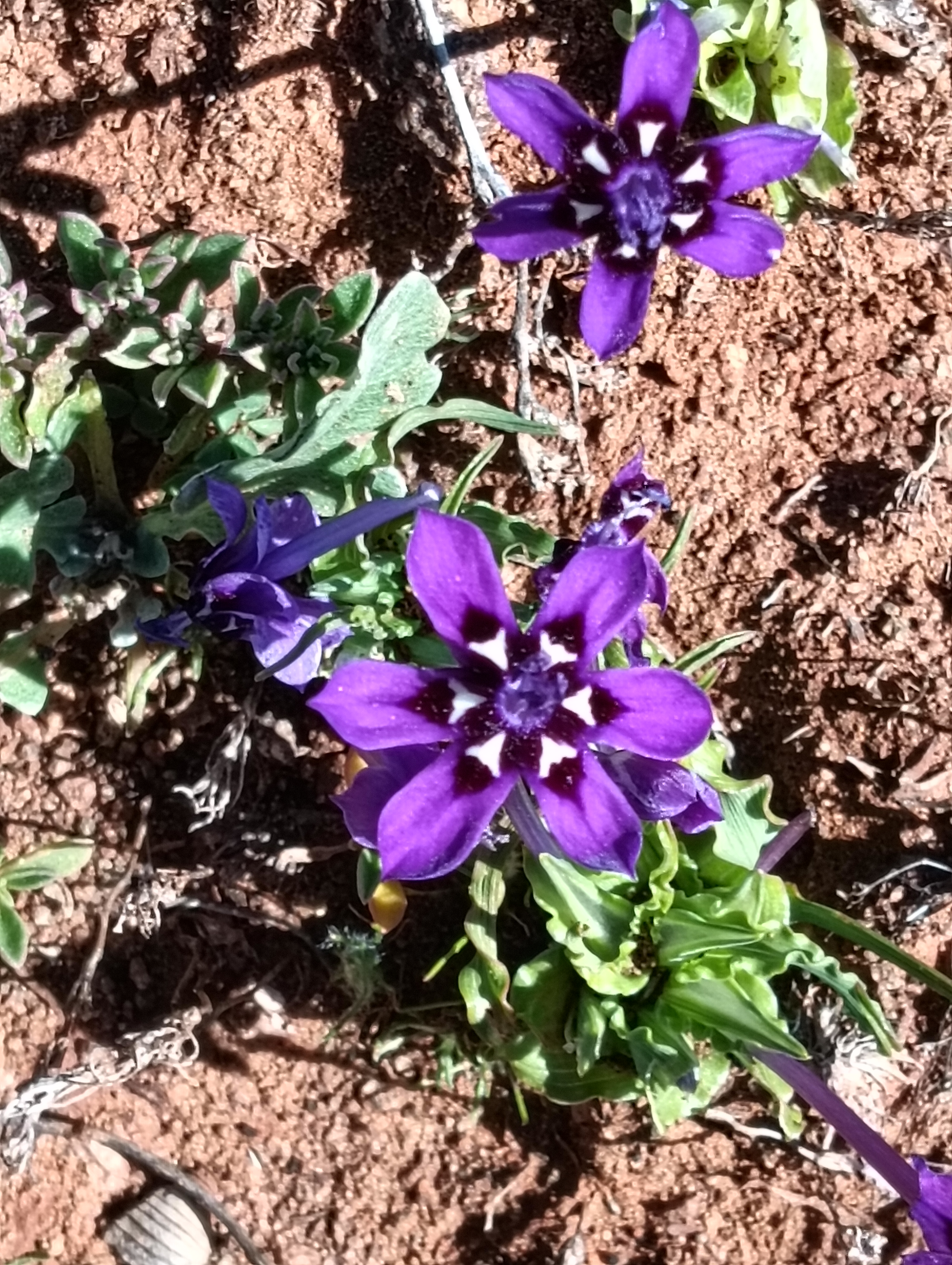 Wildflowers